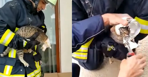 Afacan kediyi itfaiye ekipleri kurtardı