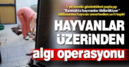 Sosyal medyada algı operasyonuna hayvan severlerden sert tepki