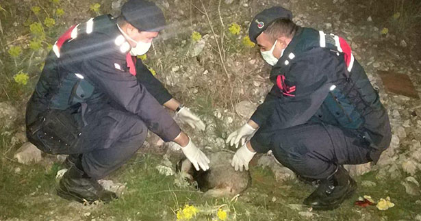 Ormanda bulunan yaralı porsuk tedavi altına alındı