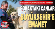 Sokak hayvanları Büyükşehir’e emanet