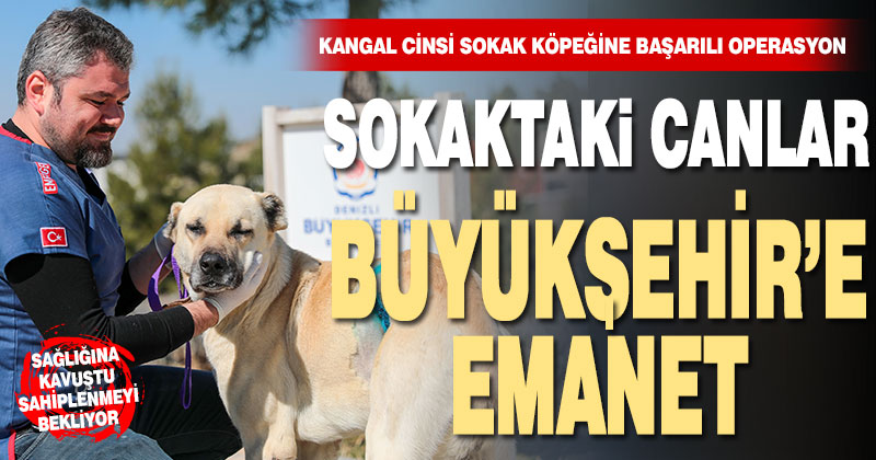 Sokak hayvanları Büyükşehir’e emanet