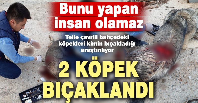 Ceviz bahçesindeki 2 köpeği güpegündüz bıçakladılar