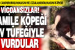 Hamile köpeği av tüfeğiyle vurdular