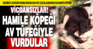 Hamile köpeği av tüfeğiyle vurdular