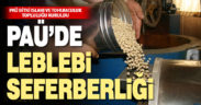Serinhisar leblebisinin kalite ve çeşidinin artırılması için çalışma başlatıldı