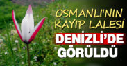 Osmanlı’nın Kayıp Lalesi Denizli’de görüldü