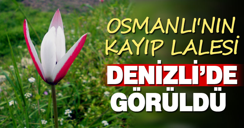 Osmanlı’nın Kayıp Lalesi Denizli’de görüldü