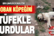Kale’de çoban köpeği tüfekle vuruldu