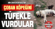 Kale’de çoban köpeği tüfekle vuruldu