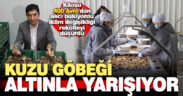 Kuzu Göbeği altınla yarışıyor