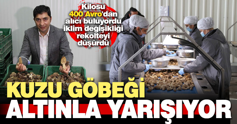 Kuzu Göbeği altınla yarışıyor