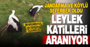 Jandarma 2 leyleği tüfekle vurarak öldüren kişilerin yakalanması için çalışma başlattı