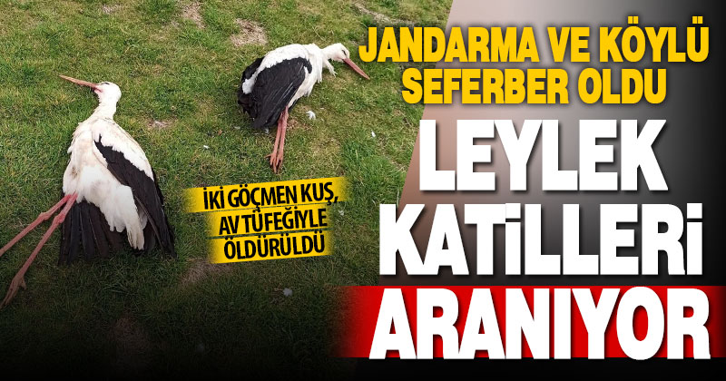 Jandarma 2 leyleği tüfekle vurarak öldüren kişilerin yakalanması için çalışma başlattı
