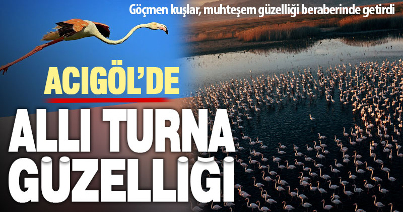 Acıgöl, göçmen kuş flamingoların güzelliğine büründü