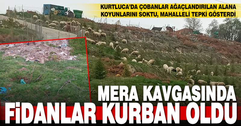 Kurtluca’da ağaçlandırılan merada koyun otlatma kavgası