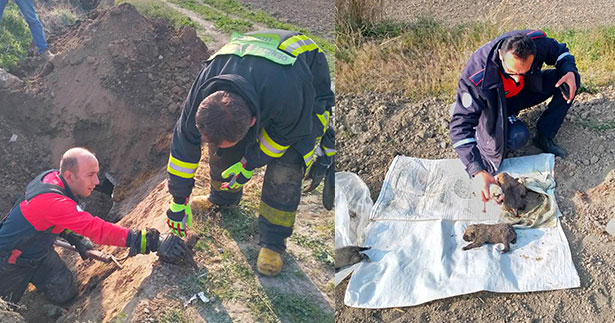 Sulama borusuna sıkışan yavru köpekler kurtarıldı
