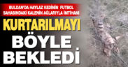 Kale ağına takılan kediyi itfaiye kurtardı
