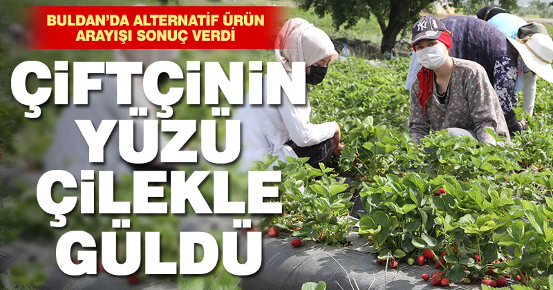 Buldan’da alternatif ürün arayışına giren çiftçinin yüzü çilekle güldü