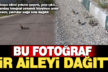 Gölden ilçe merkezine yürüyerek gelen angut ailesi, fotoğraf merakı yüzünden dağıldı