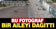 Gölden ilçe merkezine yürüyerek gelen angut ailesi, fotoğraf merakı yüzünden dağıldı
