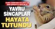 Ölmek üzereyken bulunan 4 yavru sincap Büyükşehir sayesinde hayata tutundu