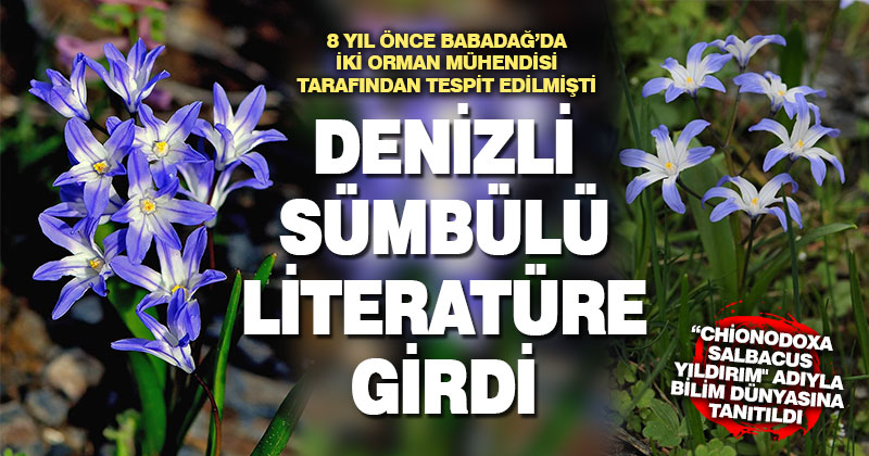 İki orman mühendisi tarafından Babadağ’da keşfedilen Denizli sümbülü, literatüre kazandırıldı