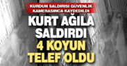 Denizli’de 4 koyunu telef eden kurdun saldırısı kameraya yansıdı