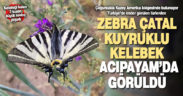Zebra çatal kuyruklu kelebek Acıpayam’da görüldü