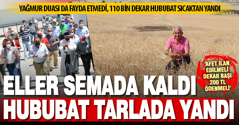 Çaresiz çiftçiyi yağmur duaları da kurtarmadı: Kuraklık 110 bin dekar ekinde etkili oldu