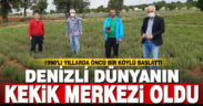 Öncü bir köylü başlattı, Denizli dünyanın kekik merkezi oldu