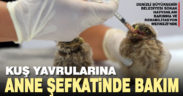 Kuş yavrularına anne şefkatinde bakım