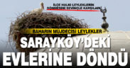 Sarayköy’de leylek göçü sevinci