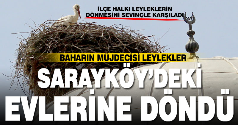 Sarayköy’de leylek göçü sevinci