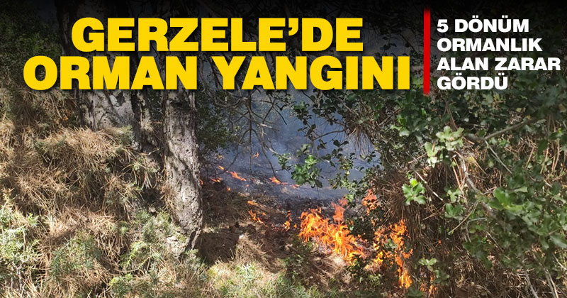 Gerzele’de orman yangını: 5 dönüm alan zarar gördü