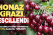 2019’da başvurusu yapılan Honaz kirazı tescillendi