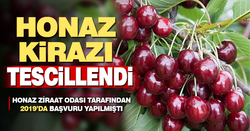 2019’da başvurusu yapılan Honaz kirazı tescillendi