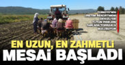Tütün dikim sezonu başladı, 5 ay sürüyor binlerce fide onlarca kez ellerinden geçiyor