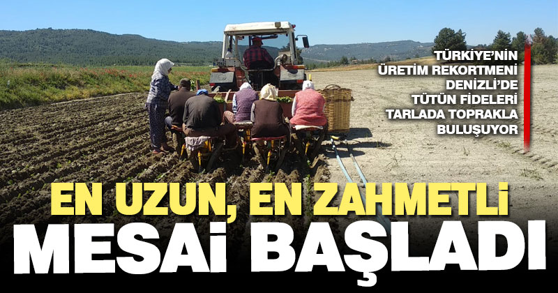 Tütün dikim sezonu başladı, 5 ay sürüyor binlerce fide onlarca kez ellerinden geçiyor