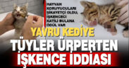 3 aylık kedinin ayağının kesilip işkence edilerek öldürüldüğü iddiası tüyler ürpertti