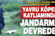 Çivril’deki yavru köpek katliamında jandarma devreye girdi