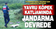 Çivril’deki yavru köpek katliamında jandarma devreye girdi