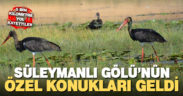 Süleymanlı Gölü’nün özel konukları üremek için 5 bin kilometreden geldi