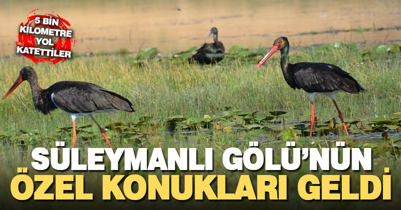 Süleymanlı Gölü’nün özel konukları üremek için 5 bin kilometreden geldi