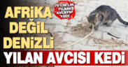 Çal’da sokak kedisi avladığı yılanı yedi, görenler hayrete düştü