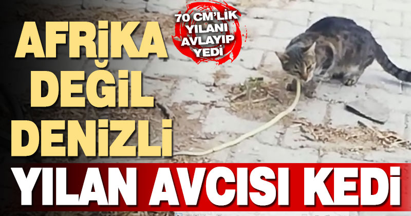 Çal’da sokak kedisi avladığı yılanı yedi, görenler hayrete düştü