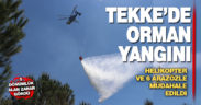 Tekke Mahallesi’ndeki orman yangınında 5 dönüm alan zarar gördü