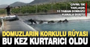 Domuz avcısı, kanala düşen domuzları kurtardı