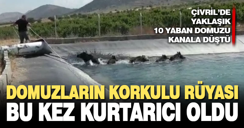 Domuz avcısı, kanala düşen domuzları kurtardı