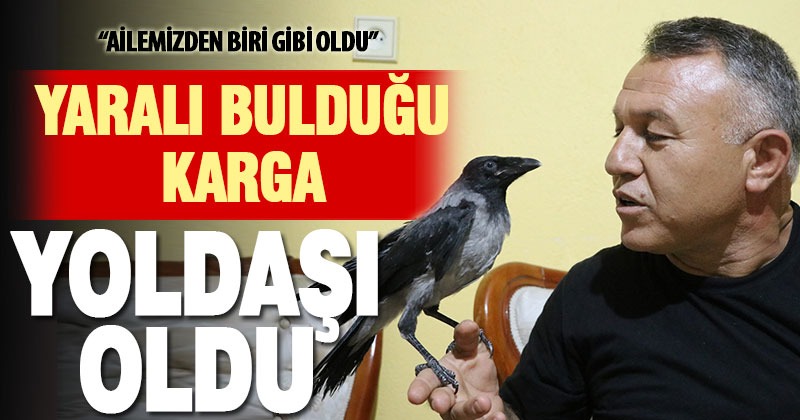 Denizlili sağlık memuru Mehmet Çolak sokakta yaralı bulduğu kargayı evinde tedavi etti