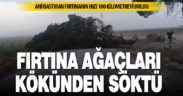 Fırtına ağaçları kökünden söktü